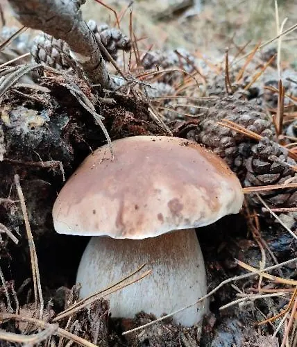 Casa Rubén Darío * Villarejo del Valle